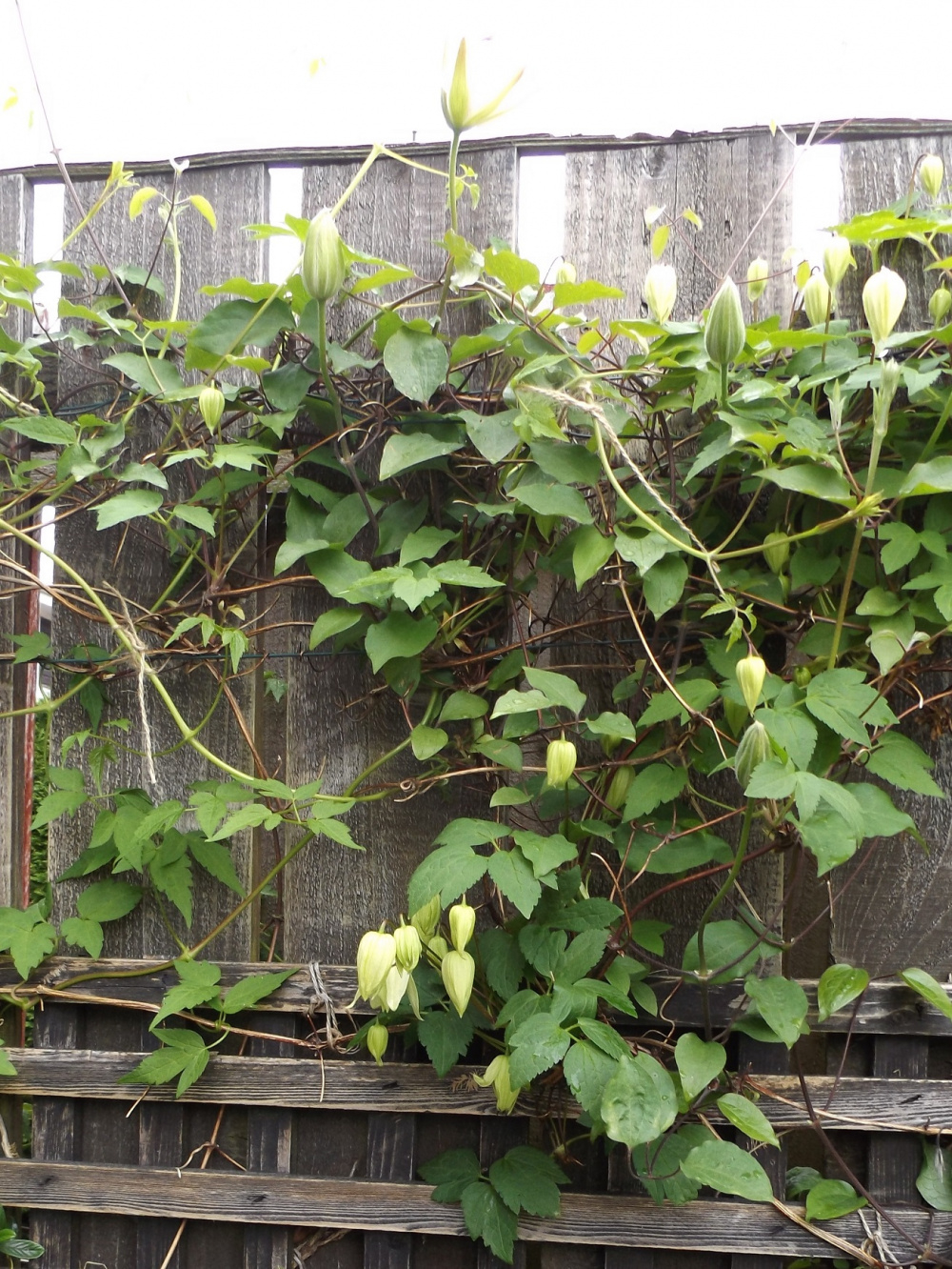 Clematis drooping in full sun Page 2 — BBC Gardeners' World Magazine