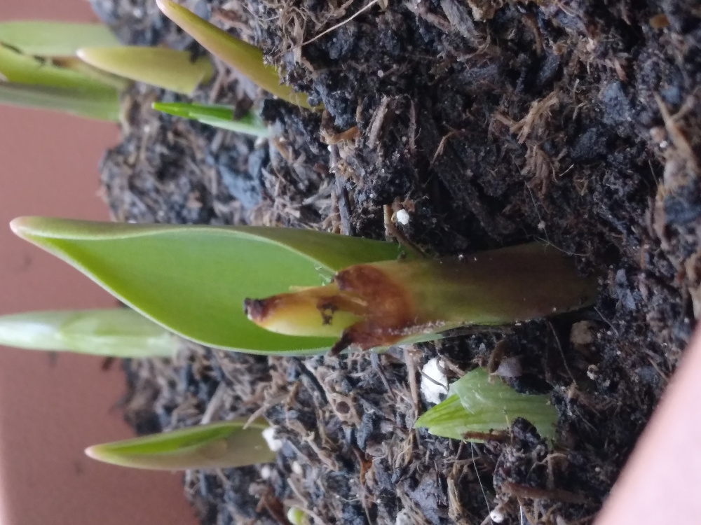 Frost damage or tulip fire? — BBC Gardeners' World Magazine