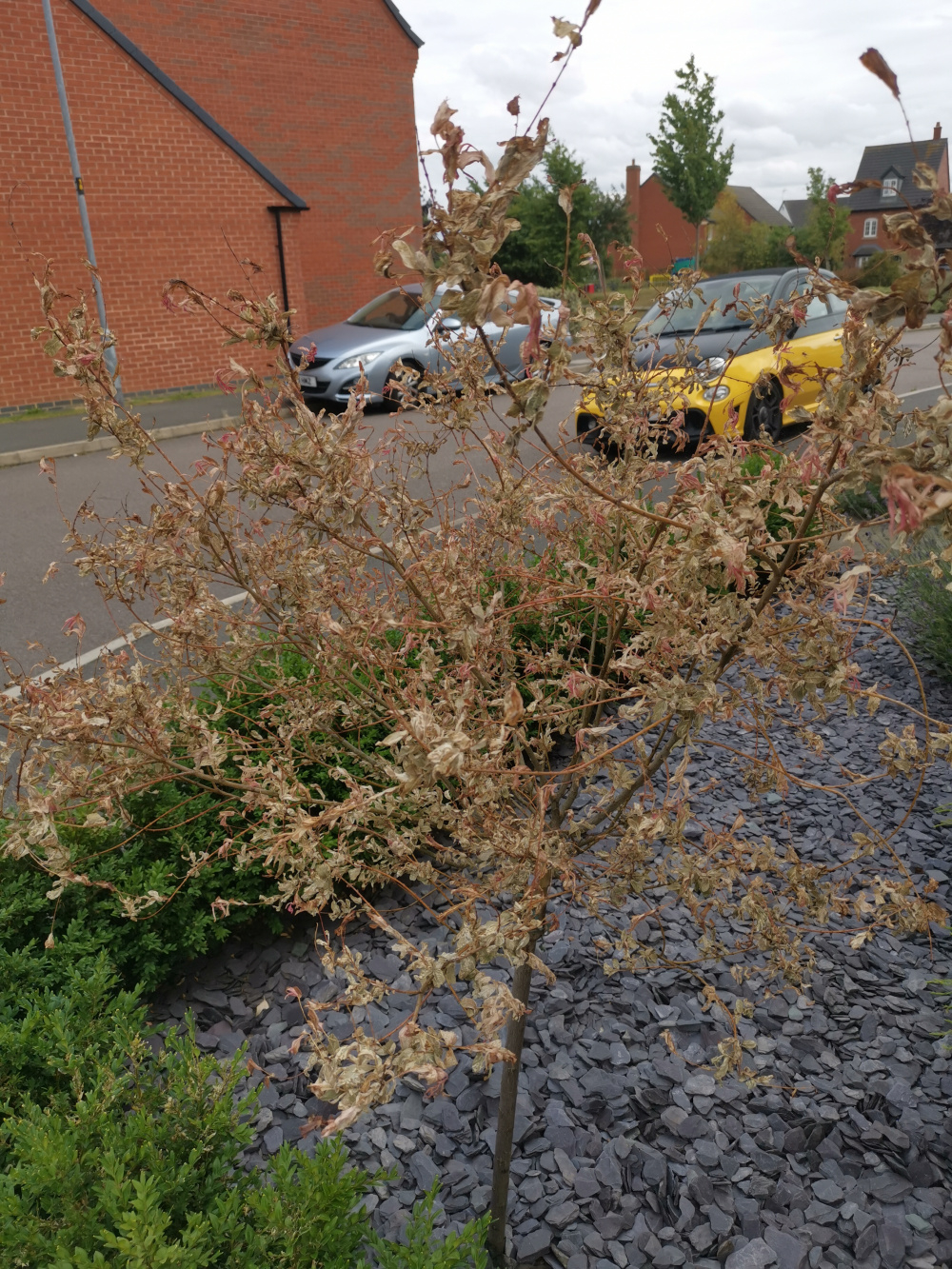 Struggling Salix tree — BBC Gardeners' World Magazine