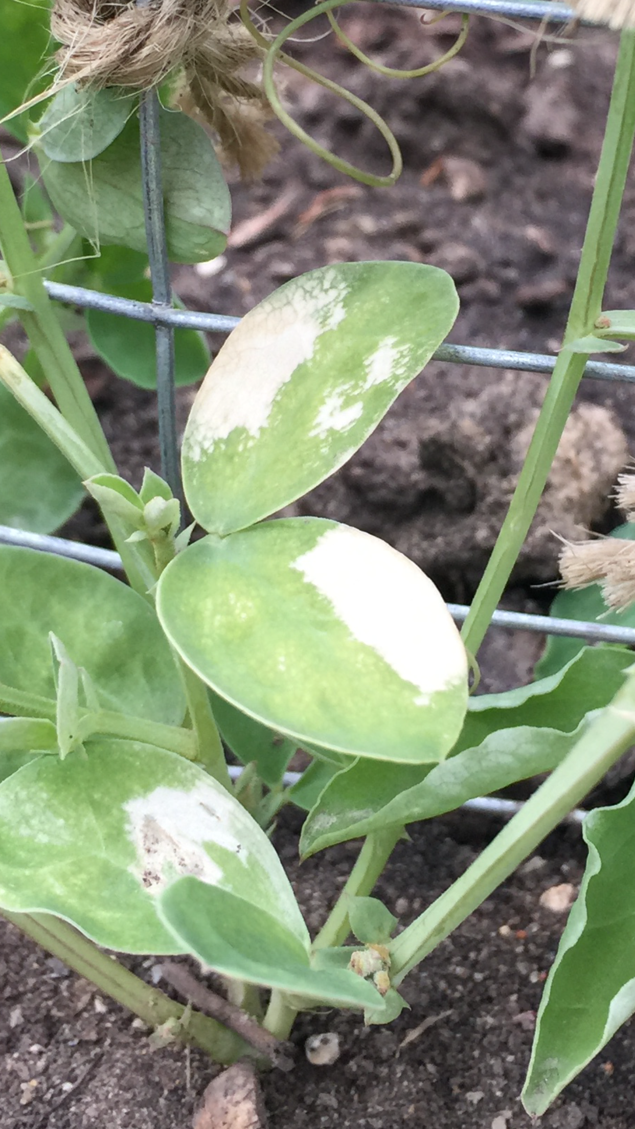 Help identifying sweet pea problem — BBC Gardeners' World Magazine