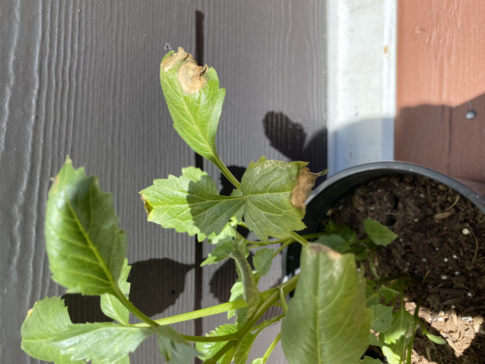 Dahlia (leaf rot) diagnosis help needed — BBC Gardeners' World Magazine