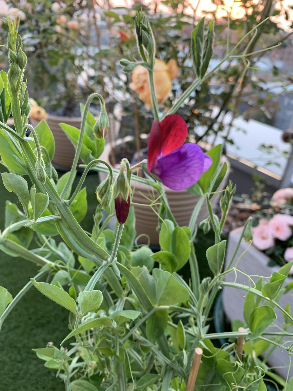 Sweet Peas Not Flowering Page 3 — BBC Gardeners' World Magazine