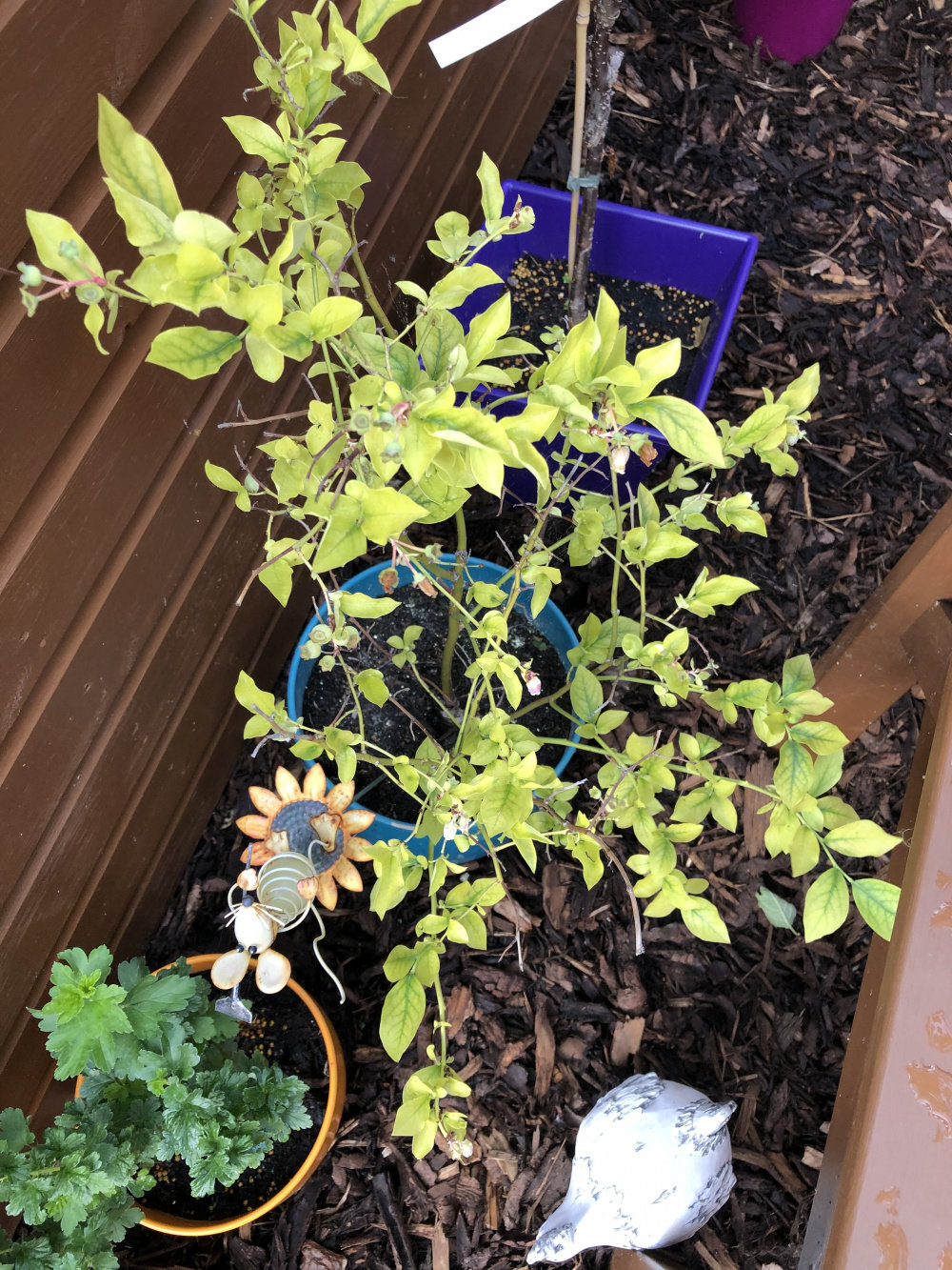 Blueberry bush iron deficient — BBC Gardeners' World Magazine