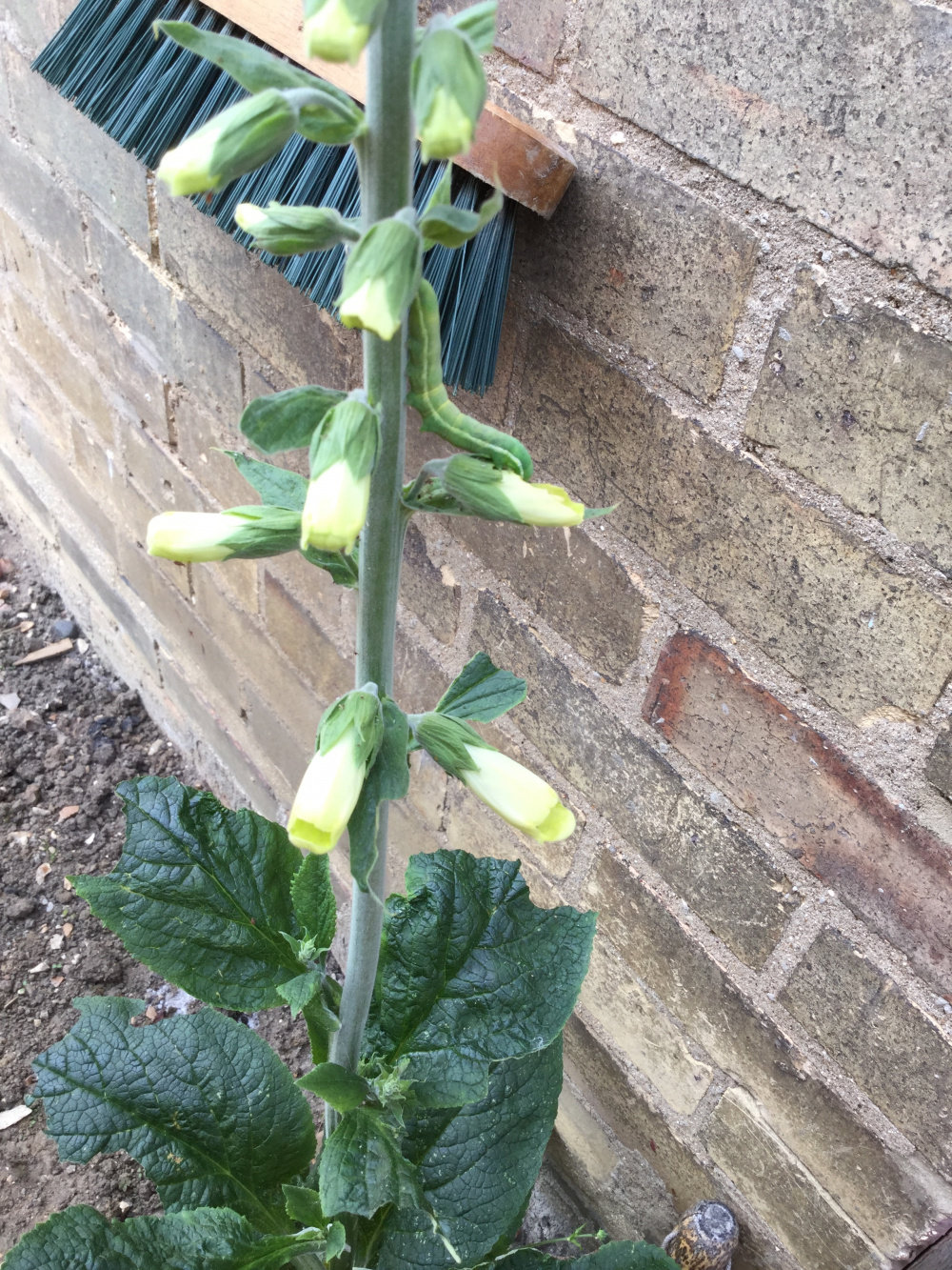 What is eating my foxglove? Page 2 — BBC Gardeners' World Magazine