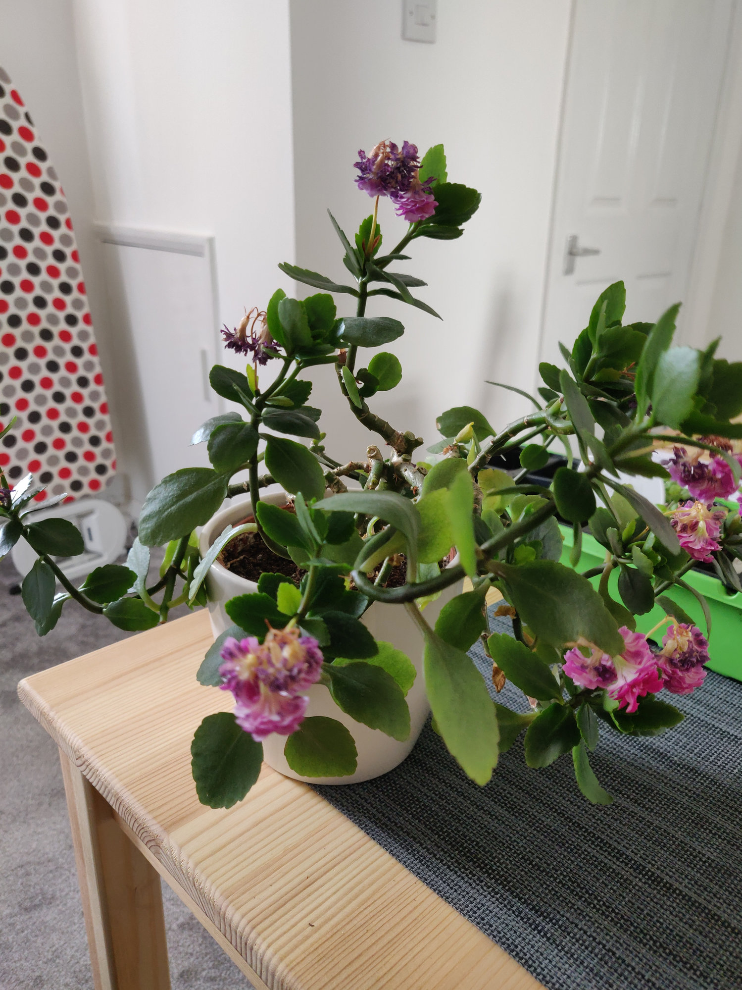 Help with trimming my Kalanchoe! — BBC Gardeners' World Magazine