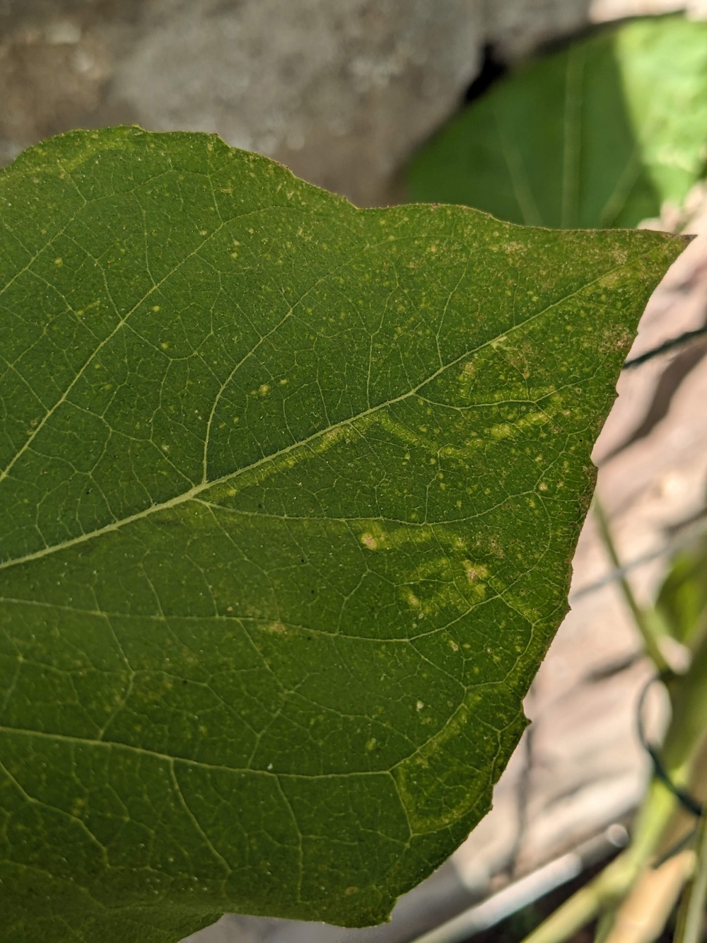 Whats eating my sunflowers?? — BBC Gardeners' World Magazine