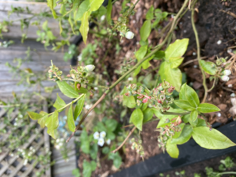 Blueberry flowers falling off help! — BBC Gardeners' World Magazine