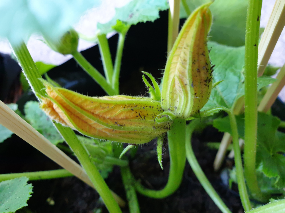 Double blossoms on courgettes male flowers — BBC Gardeners' World Magazine