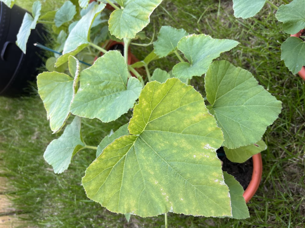 Identifying my Butternut Squash Problem — BBC Gardeners' World Magazine