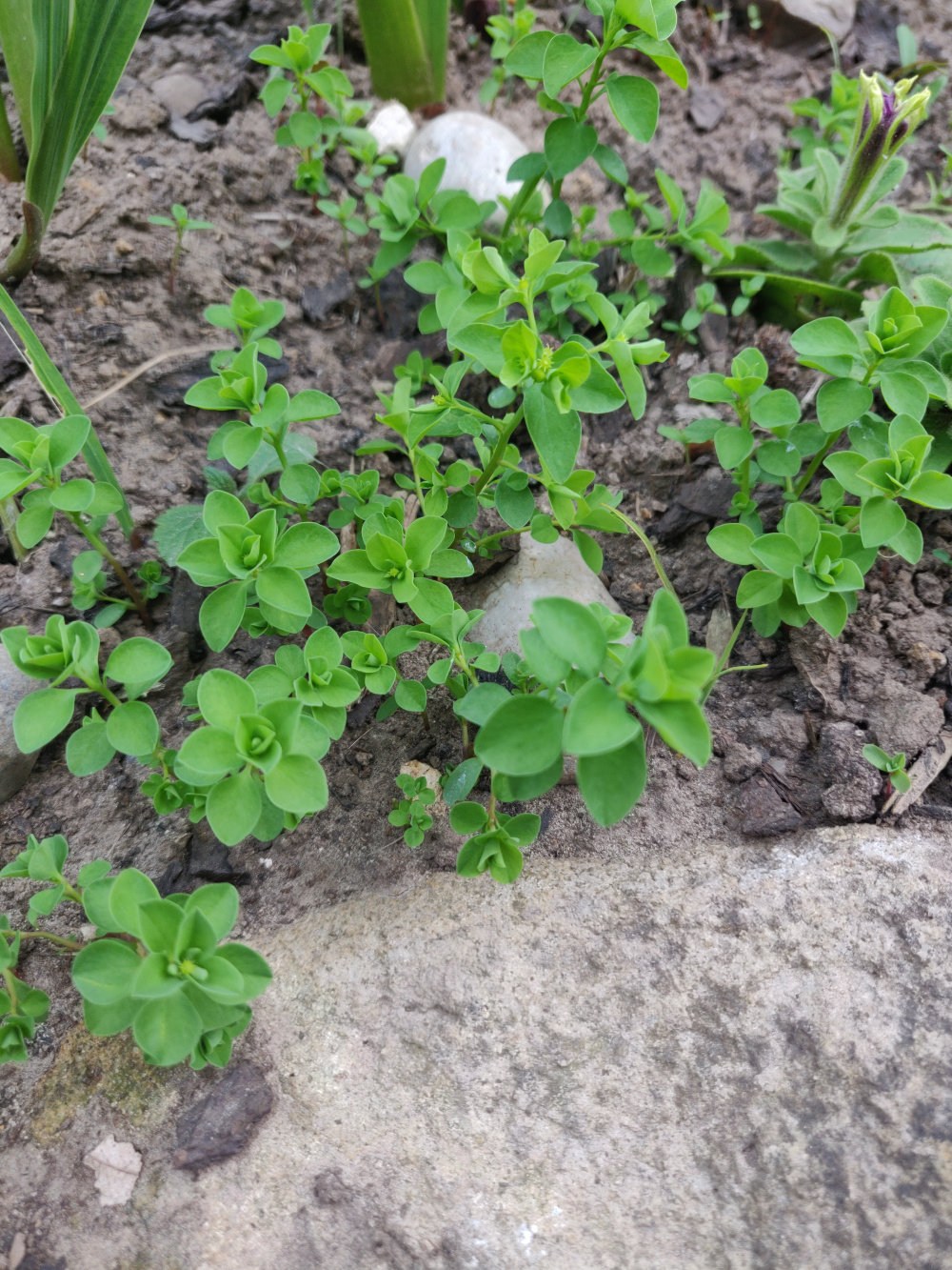 cosmos seedlings leggy