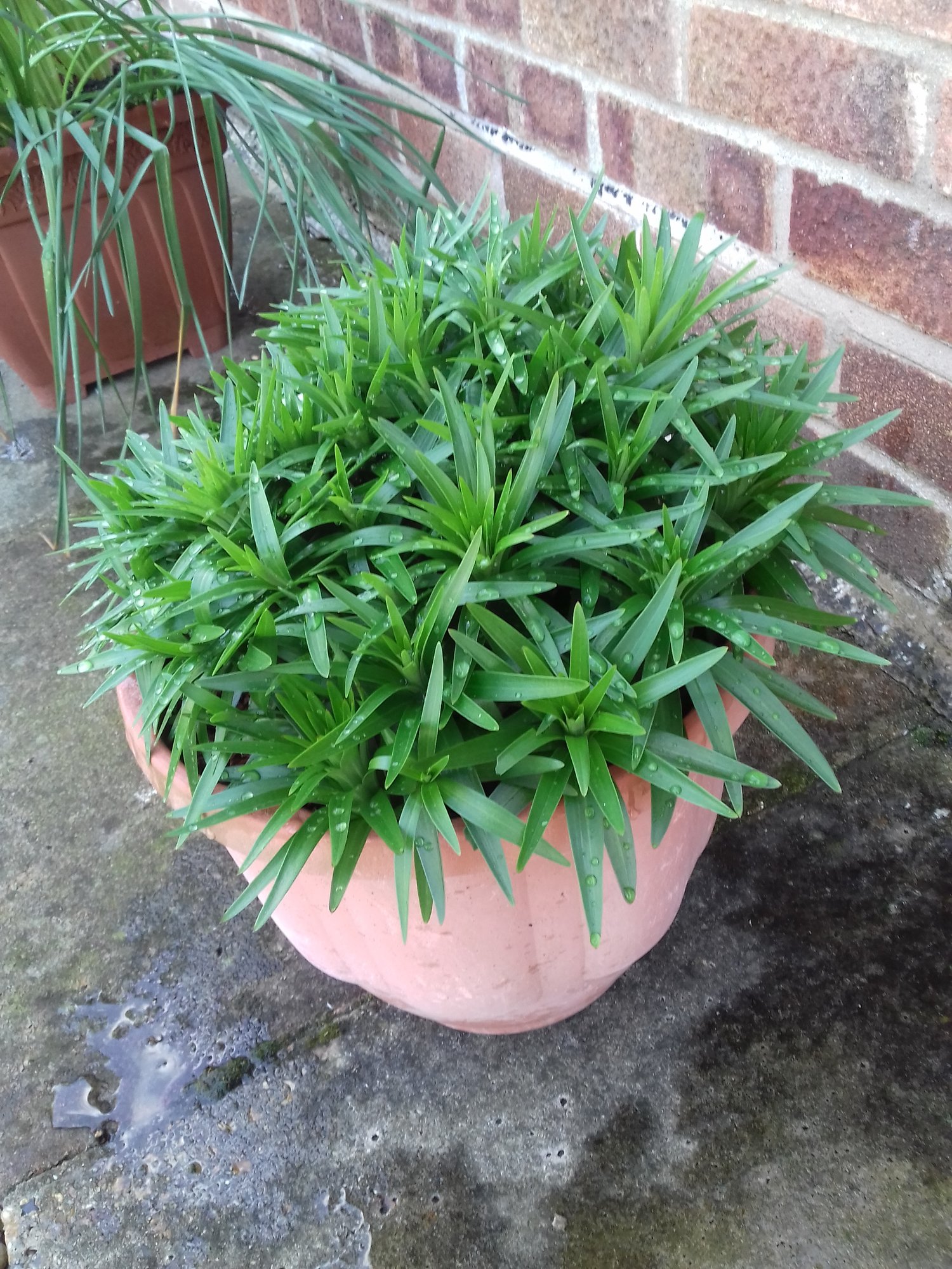 Potted garden lilies — BBC Gardeners' World Magazine