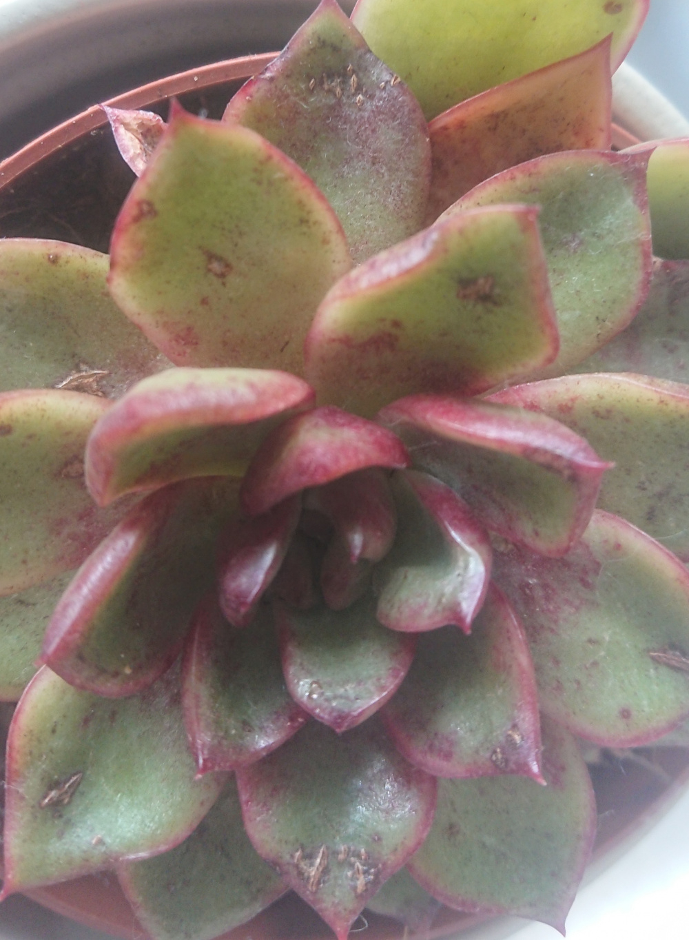 Scales on jade plant — BBC Gardeners' World Magazine