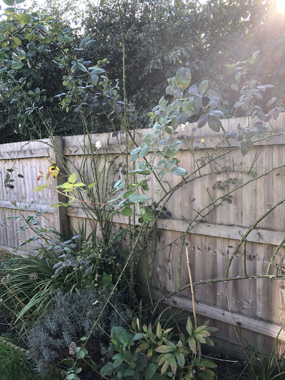 Roses leggy climbing roses — BBC Gardeners' World Magazine