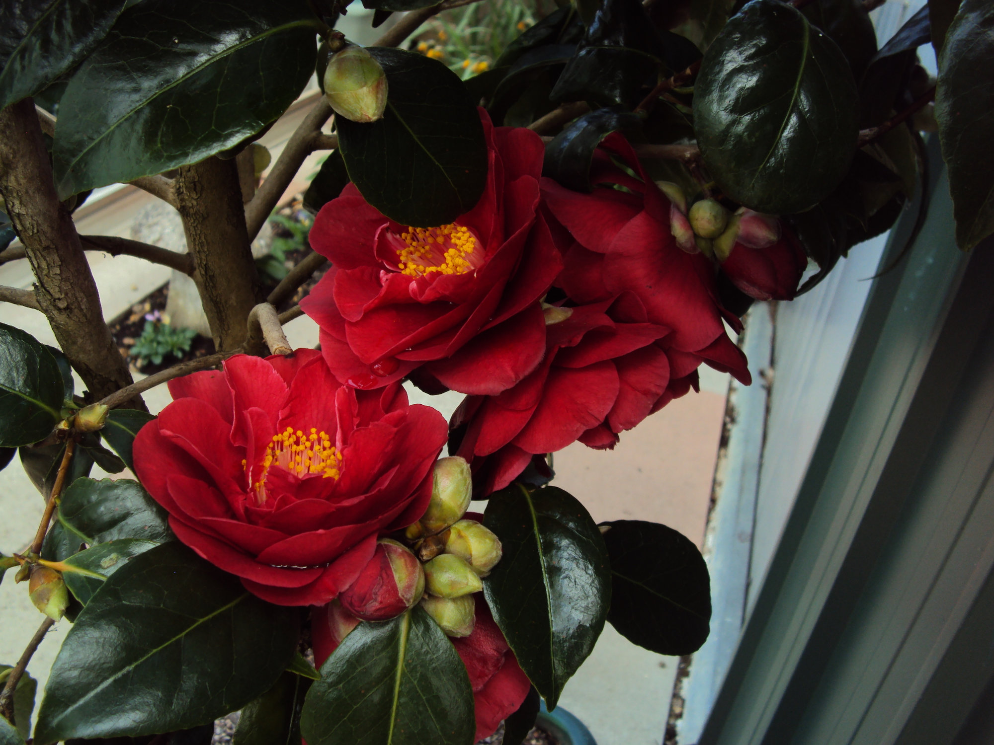 Camelia ‘Winter Queen’ buds not opening Page 2 — BBC Gardeners' World