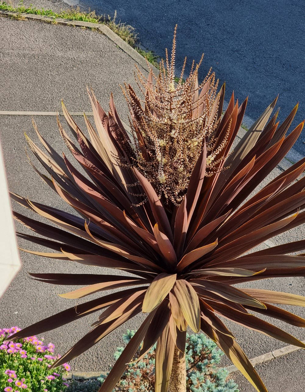Never seen this Cordyline — BBC Gardeners' World Magazine