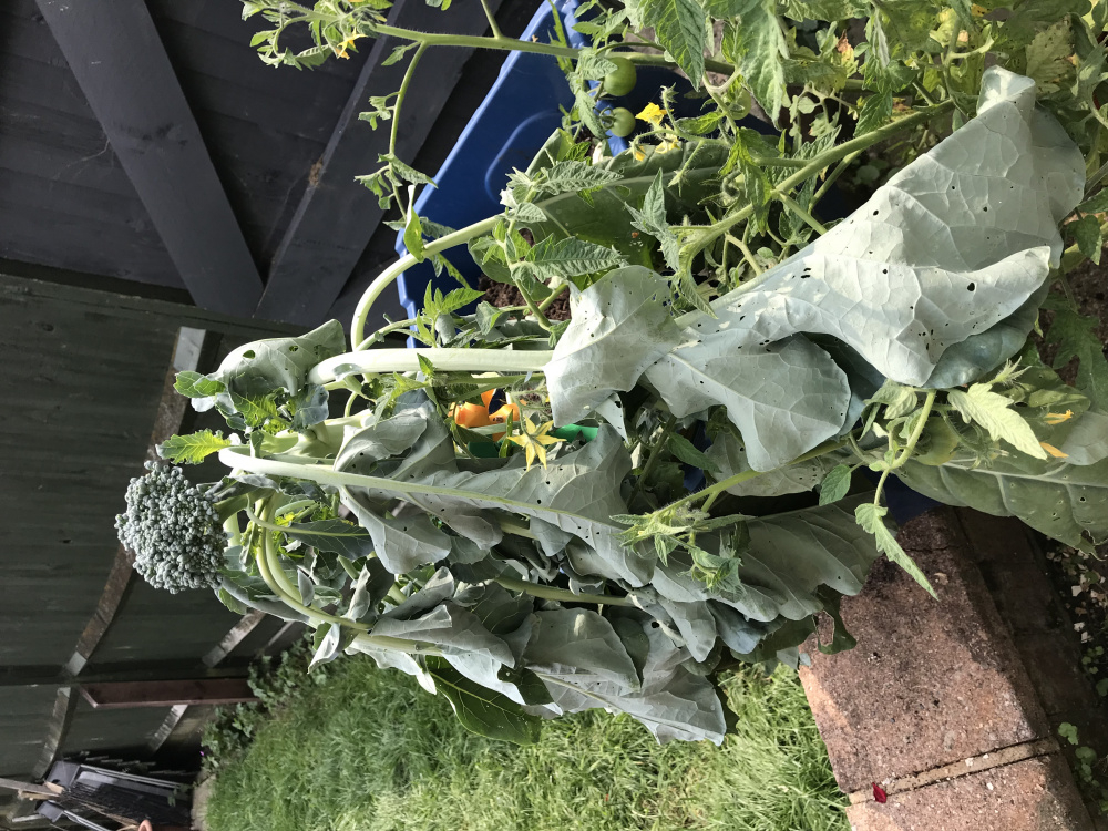 help! Wilting Broccoli ( — BBC Gardeners' World Magazine
