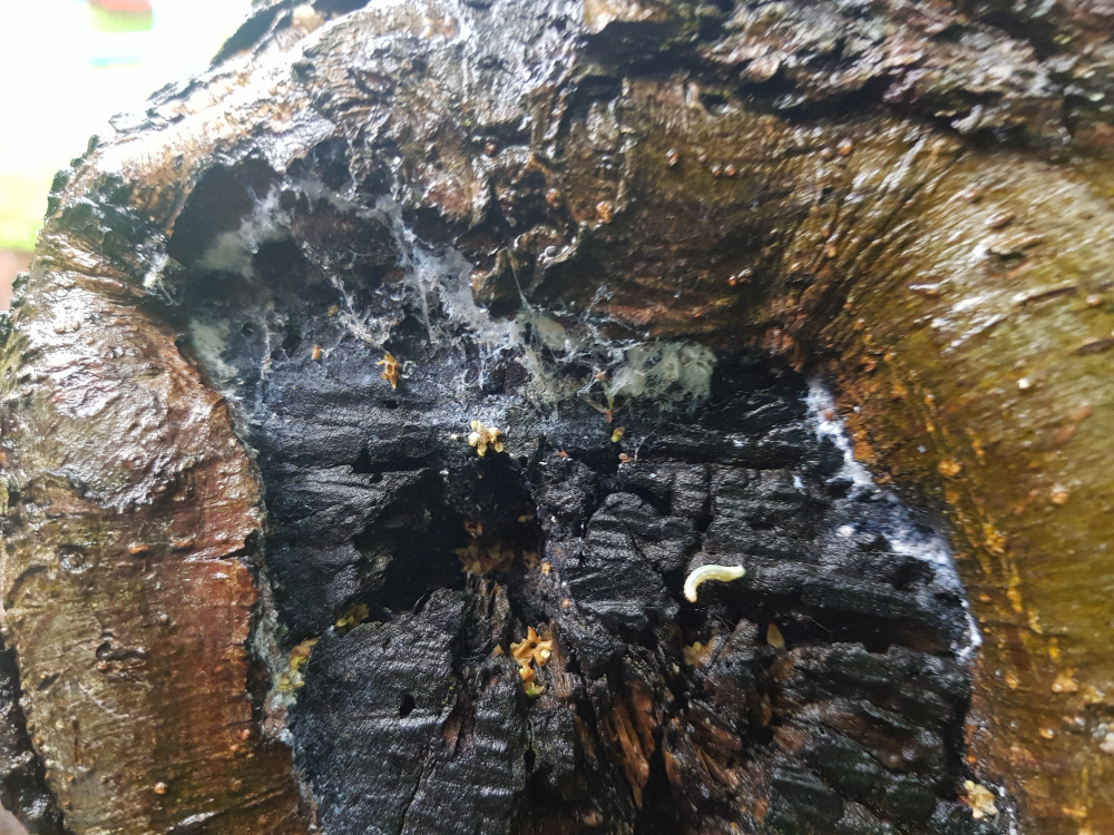 White fungus on apple tree — BBC Gardeners' World Magazine