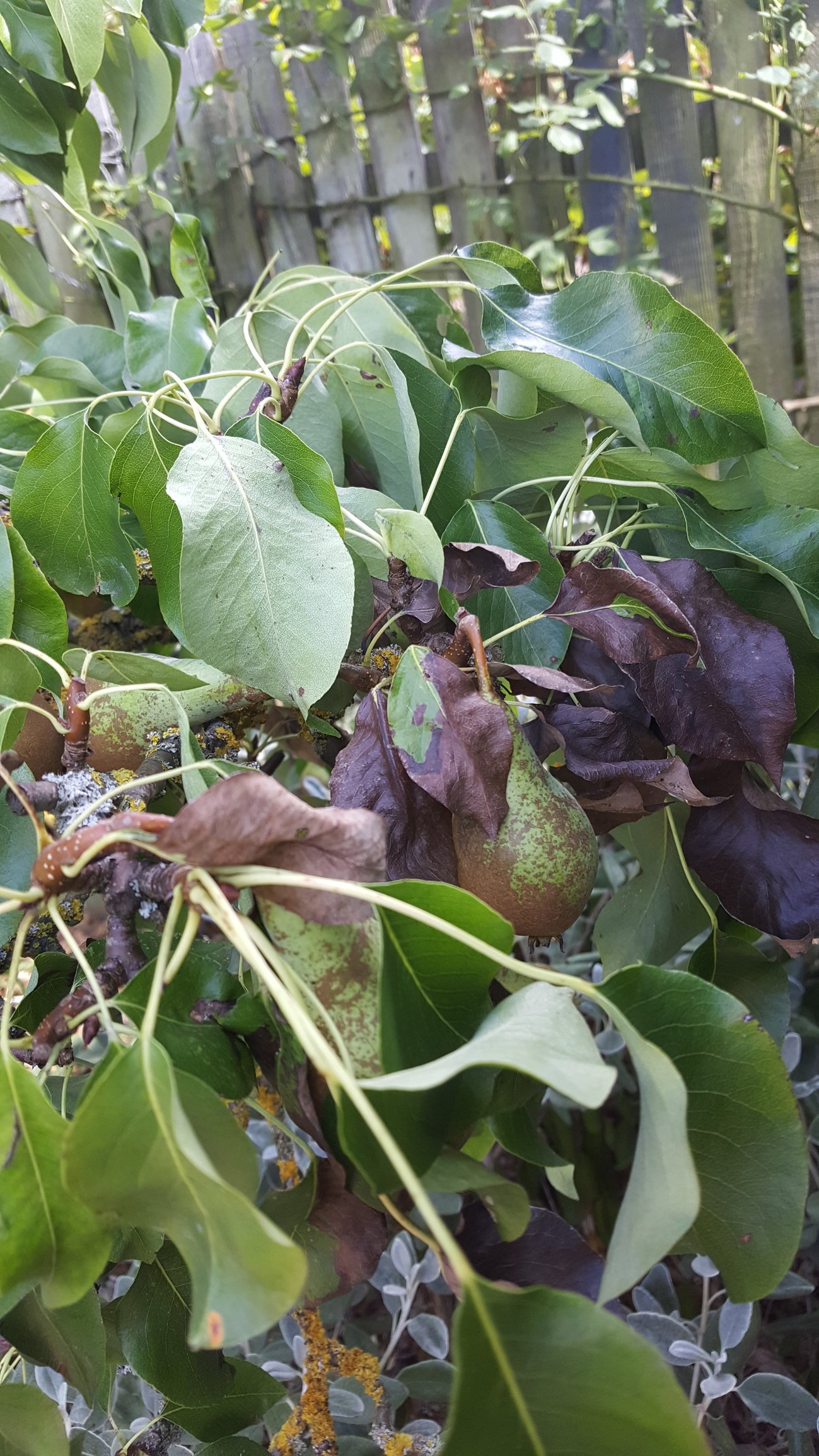 Pear Tree Leaf Diseases Infoupdate
