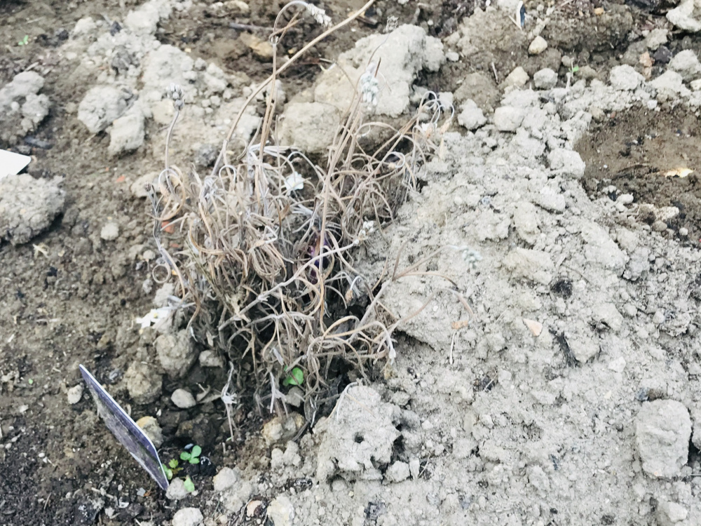 Lavender All Dying — BBC Gardeners' World Magazine