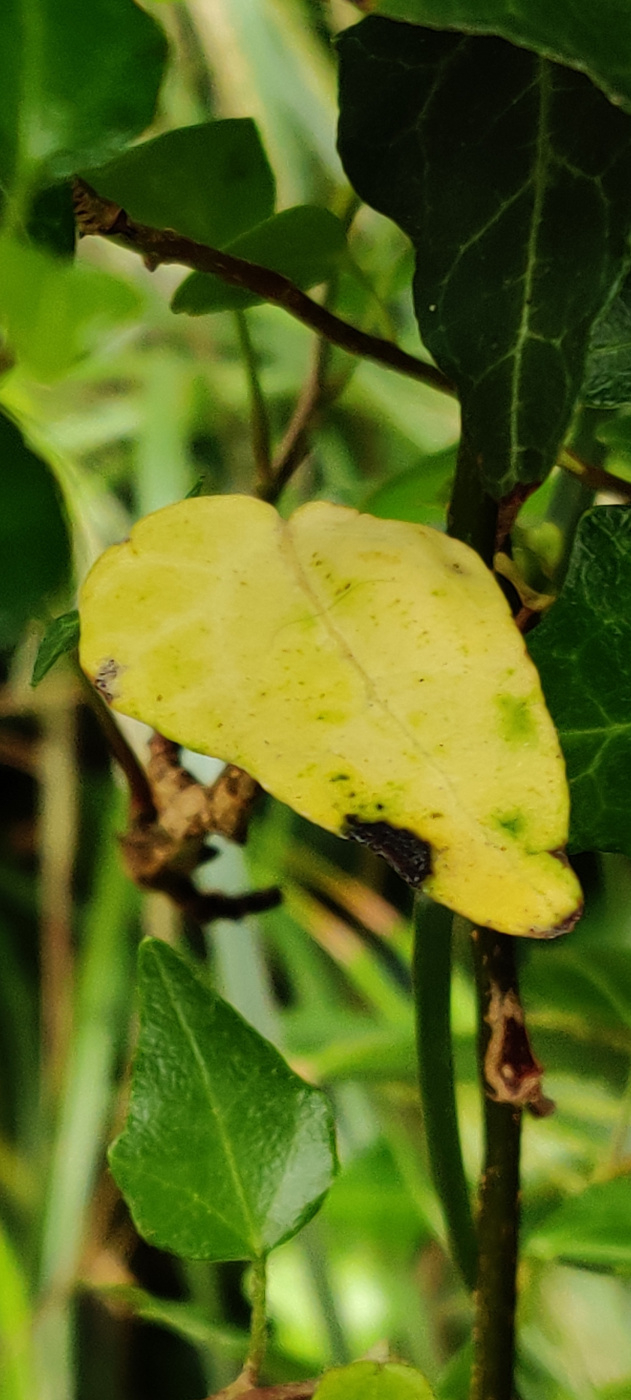 Ivy leaves turning yellow.... — BBC Gardeners' World Magazine