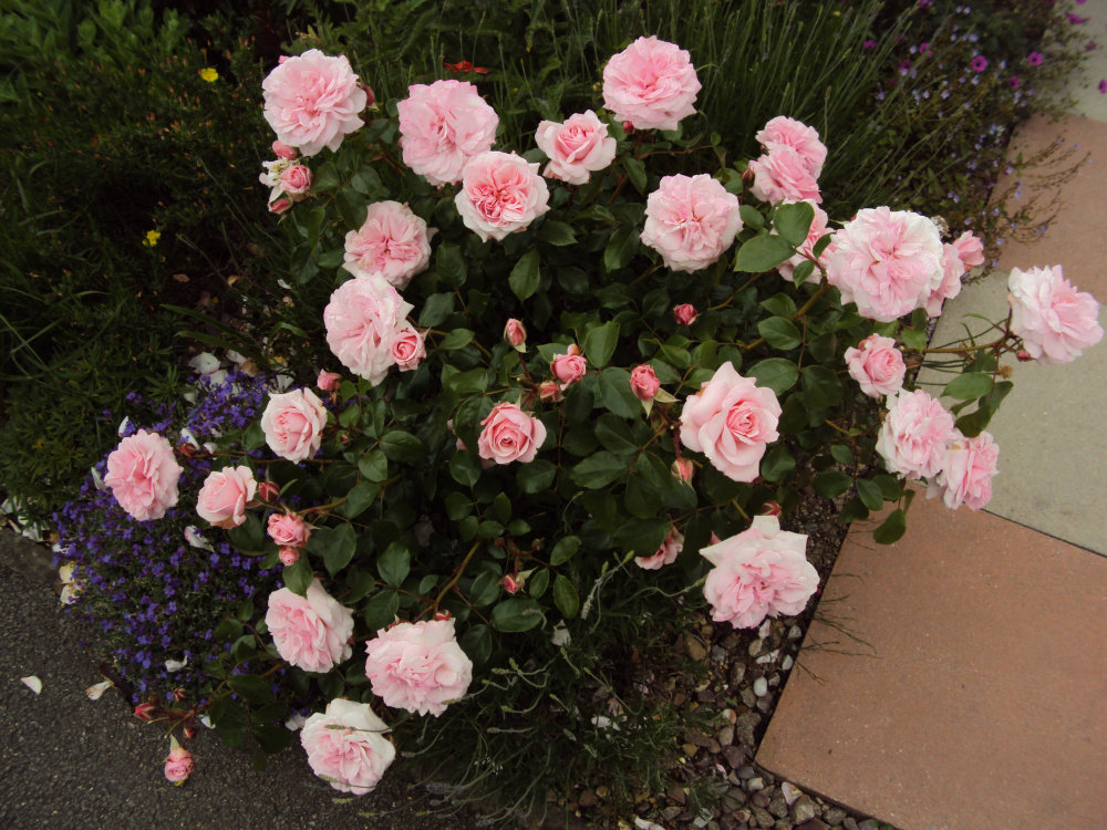 Rose Black Spot — BBC Gardeners' World Magazine