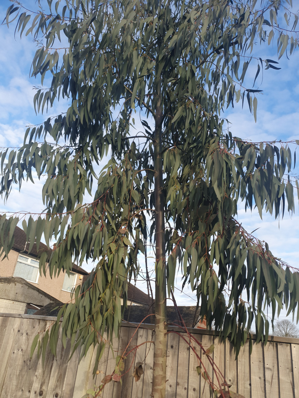 Eucalyptus identification — BBC Gardeners' World Magazine