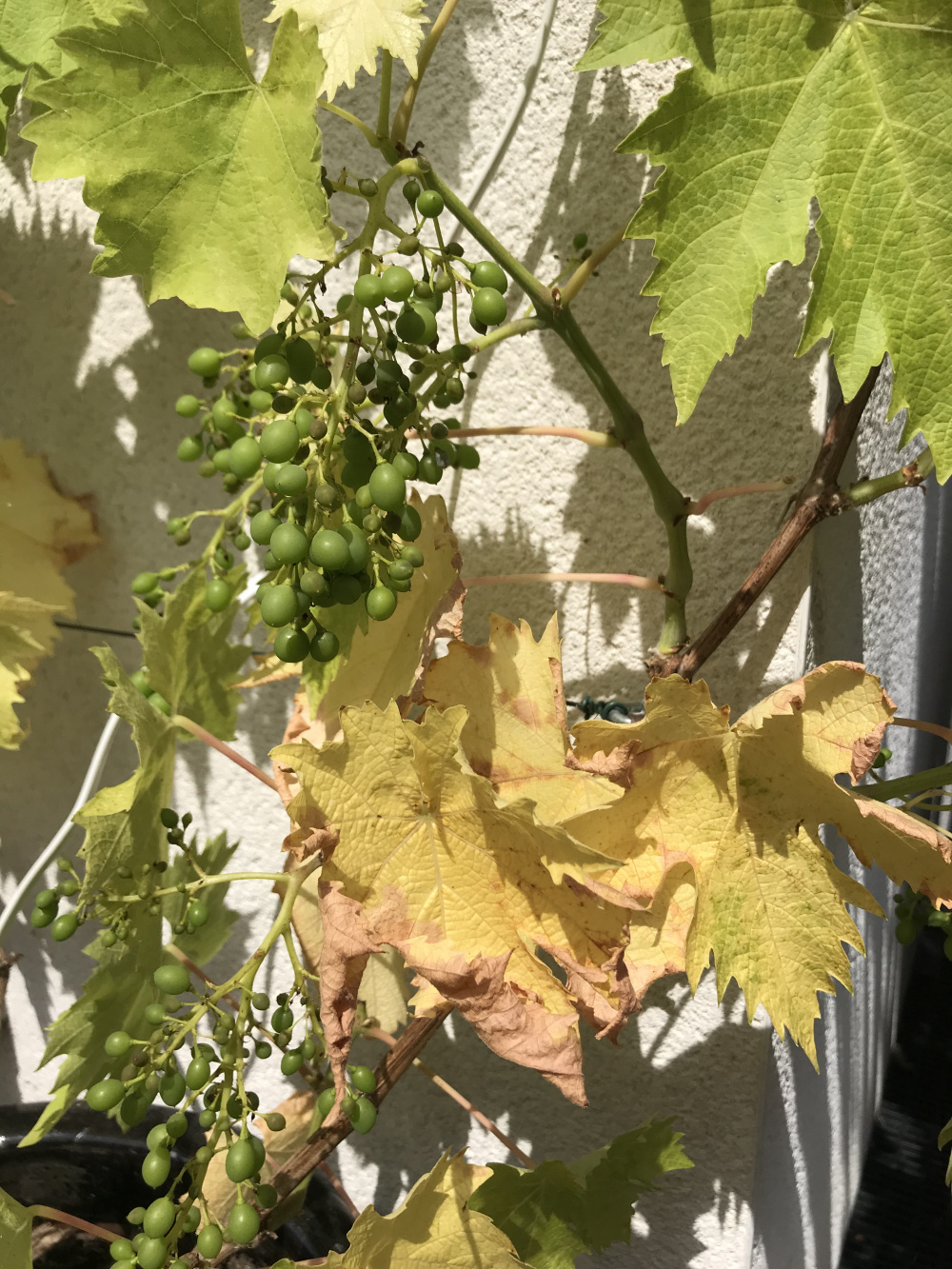 Grape vine yellow leaves — BBC Gardeners' World Magazine