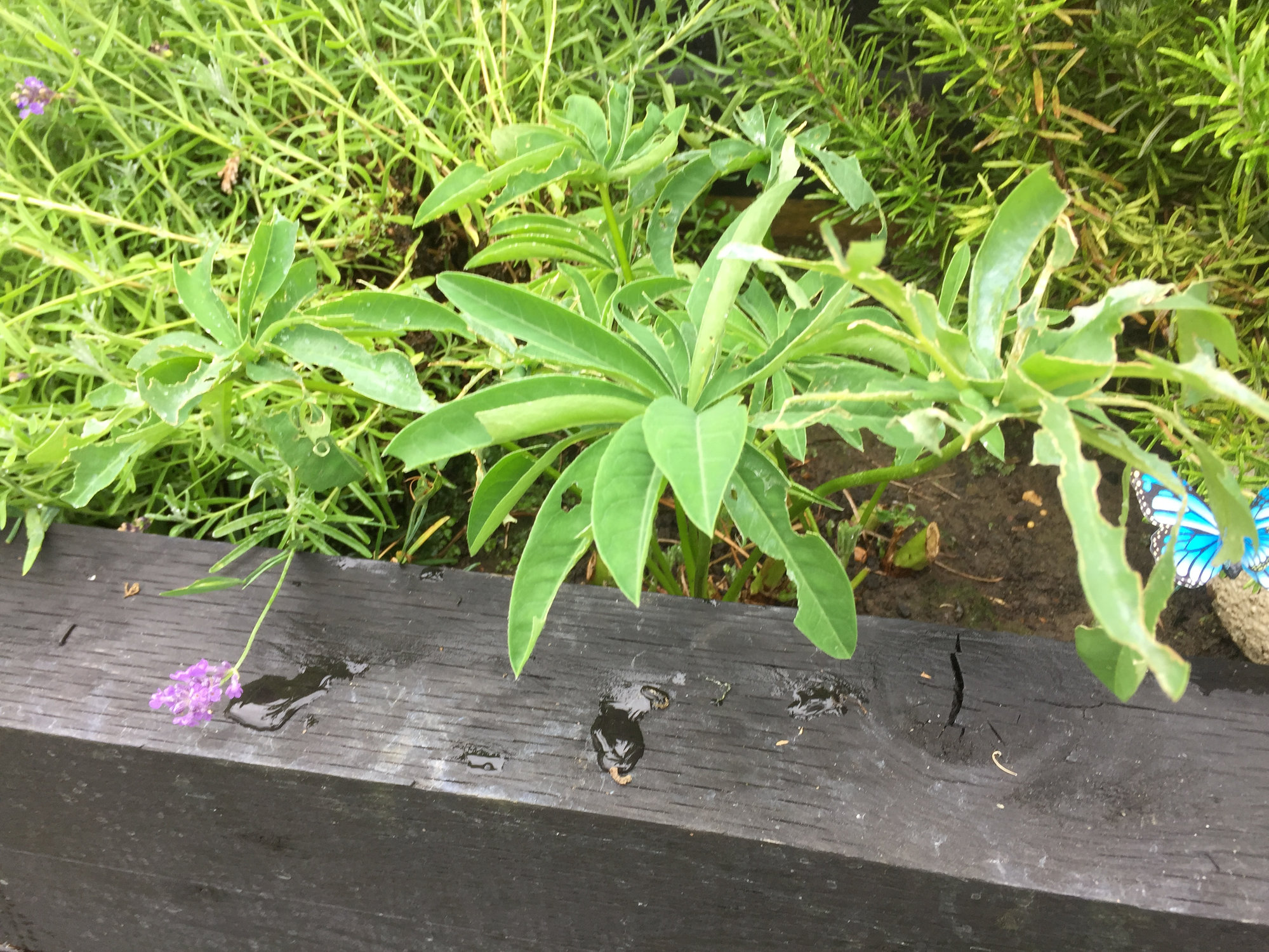 Lupins leaves being eaten — BBC Gardeners' World Magazine