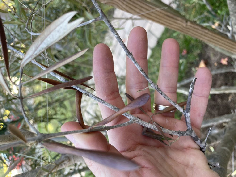 Olive tree branches dying — BBC Gardeners' World Magazine