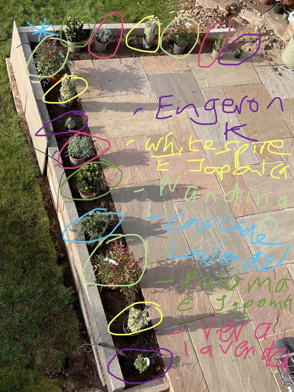 South facing patio plants — BBC Gardeners' World Magazine