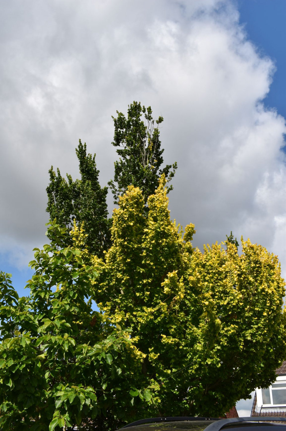 Image: https://us.v-cdn.net/6030279/uploads/editor/as/tld2uw082lhr.jpg