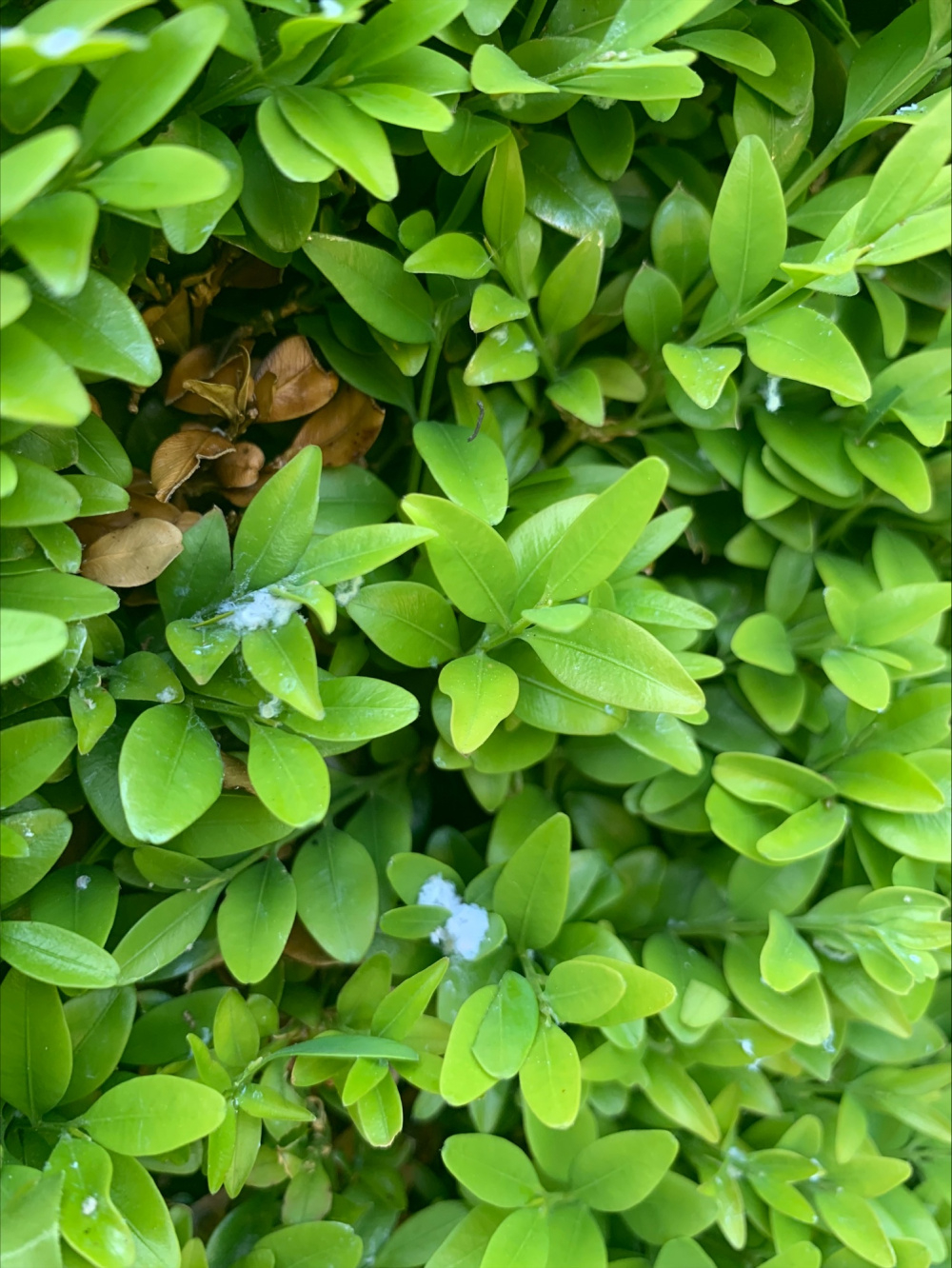 Buxus disease? — BBC Gardeners' World Magazine