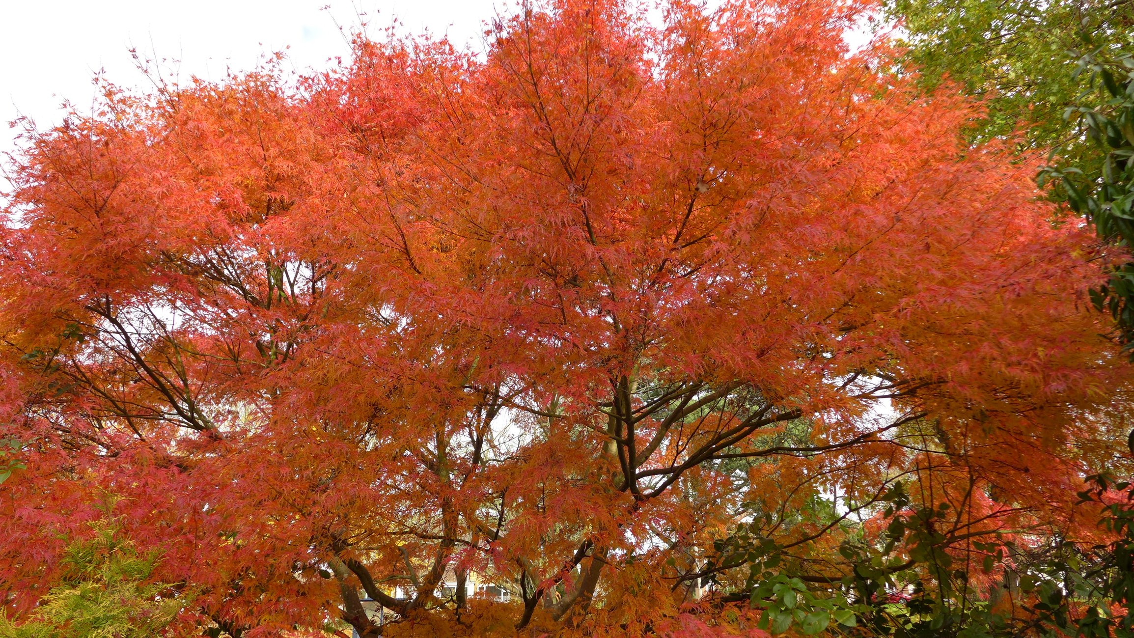 Acers in full sun Page 2 — BBC Gardeners' World Magazine