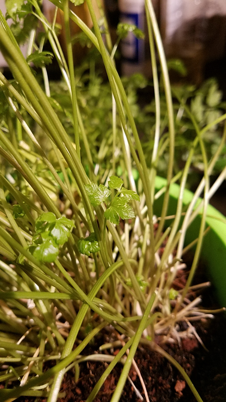 Parsley leaves having yellow spots — BBC Gardeners' World Magazine