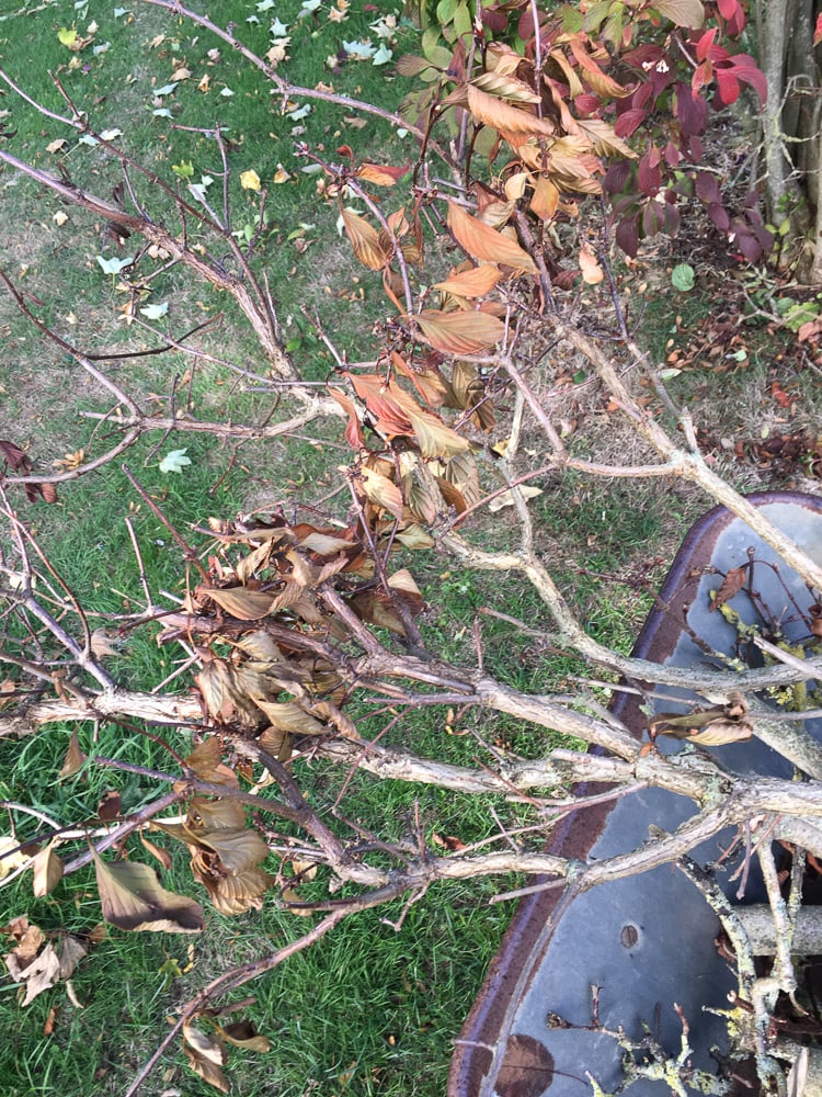 Viburnum dying! Not sure what to do! — BBC Gardeners' World Magazine