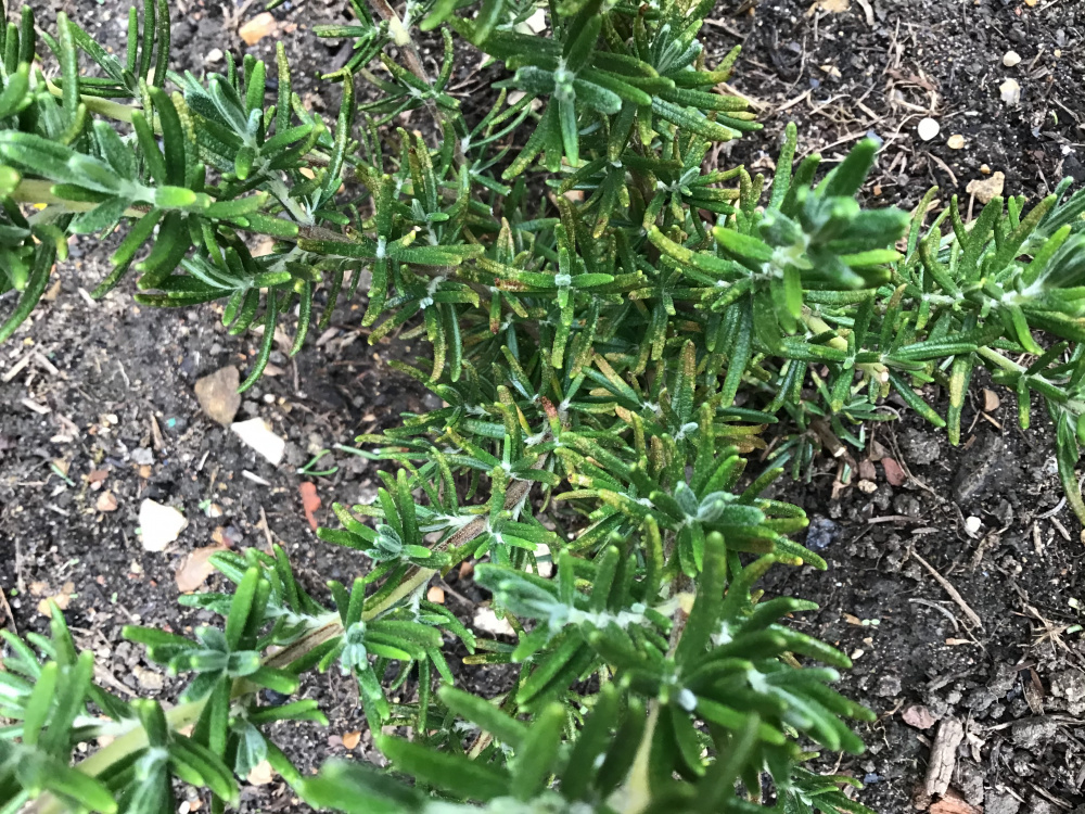 Yellow spots on rosemary — BBC Gardeners' World Magazine