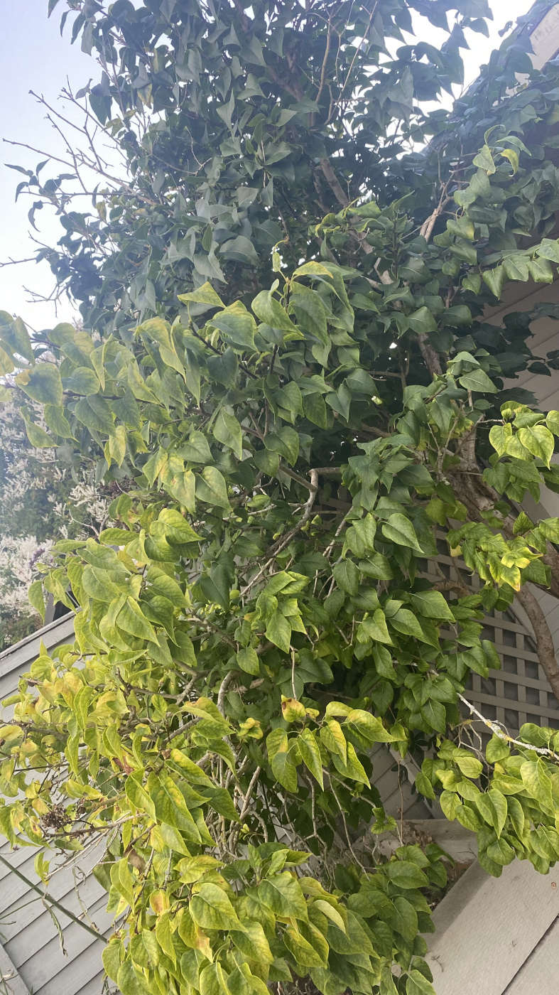 Is my lilac dying? — BBC Gardeners' World Magazine