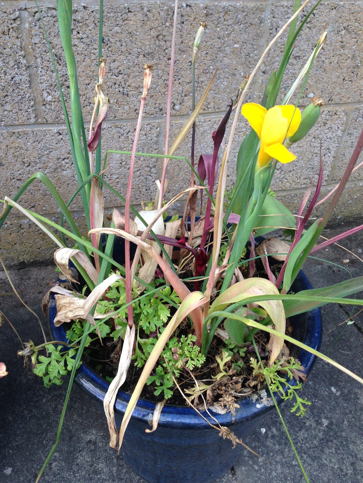 Spring flowering bulbs dying foliage how long to wait? — BBC Gardeners