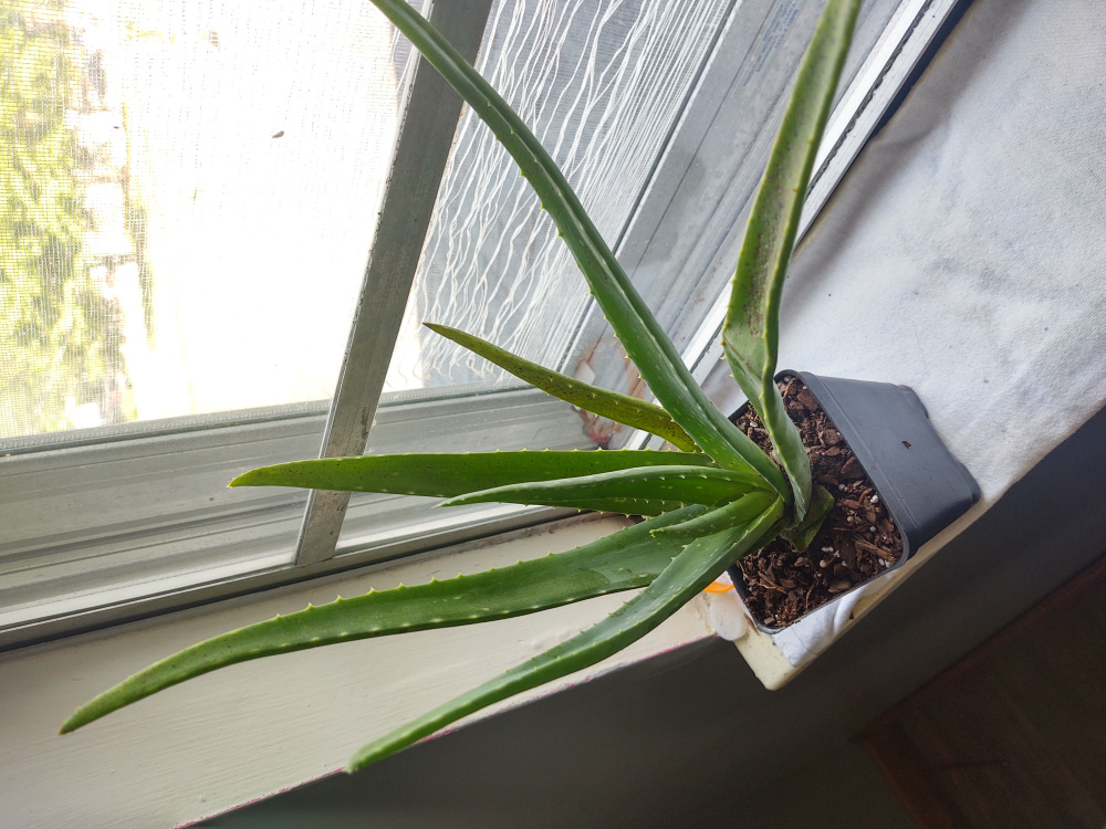 Aloe vera problems — BBC Gardeners' World Magazine