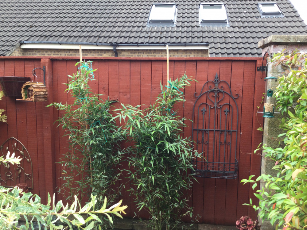 Bamboo growth rate — BBC Gardeners' World Magazine