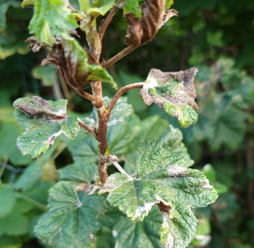 What's wrong with this flowering currant? — BBC Gardeners' World Magazine