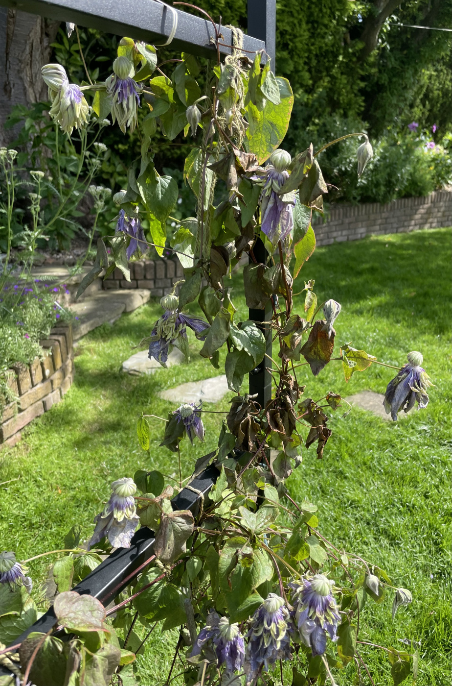 Is this Clematis wilt? — BBC Gardeners' World Magazine