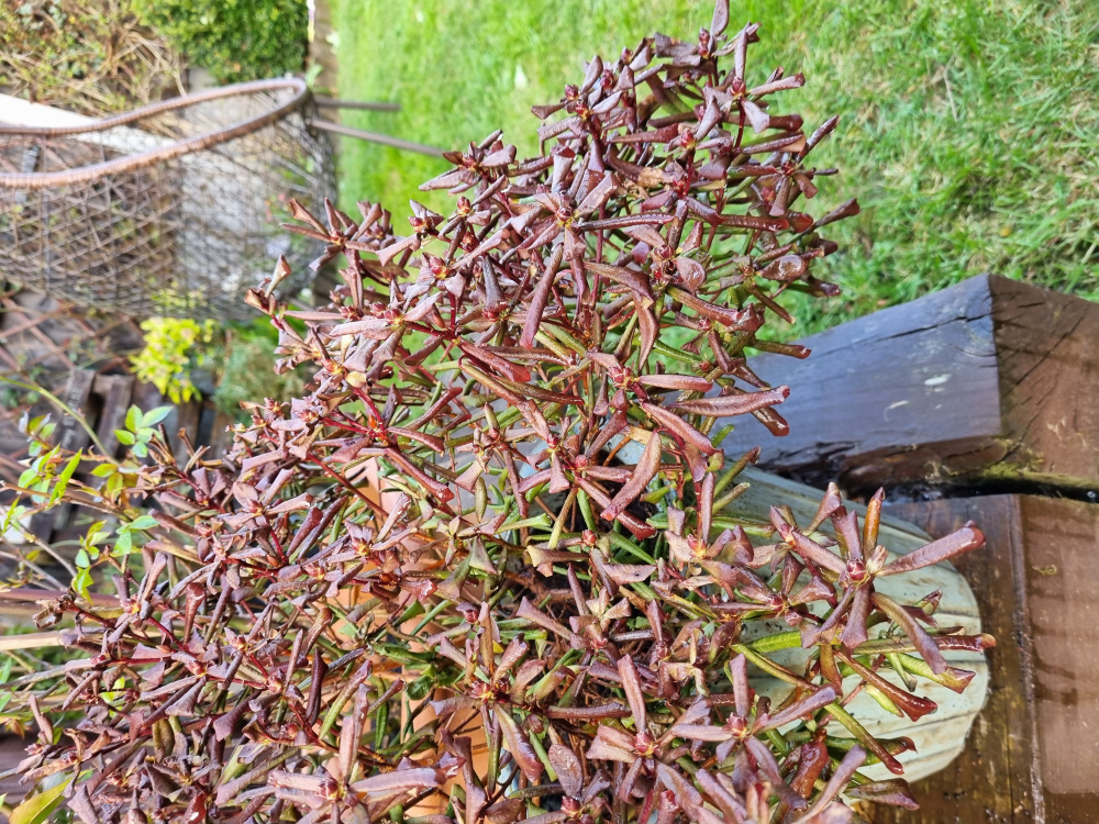 Dry and crispy Rhododendron — BBC Gardeners' World Magazine