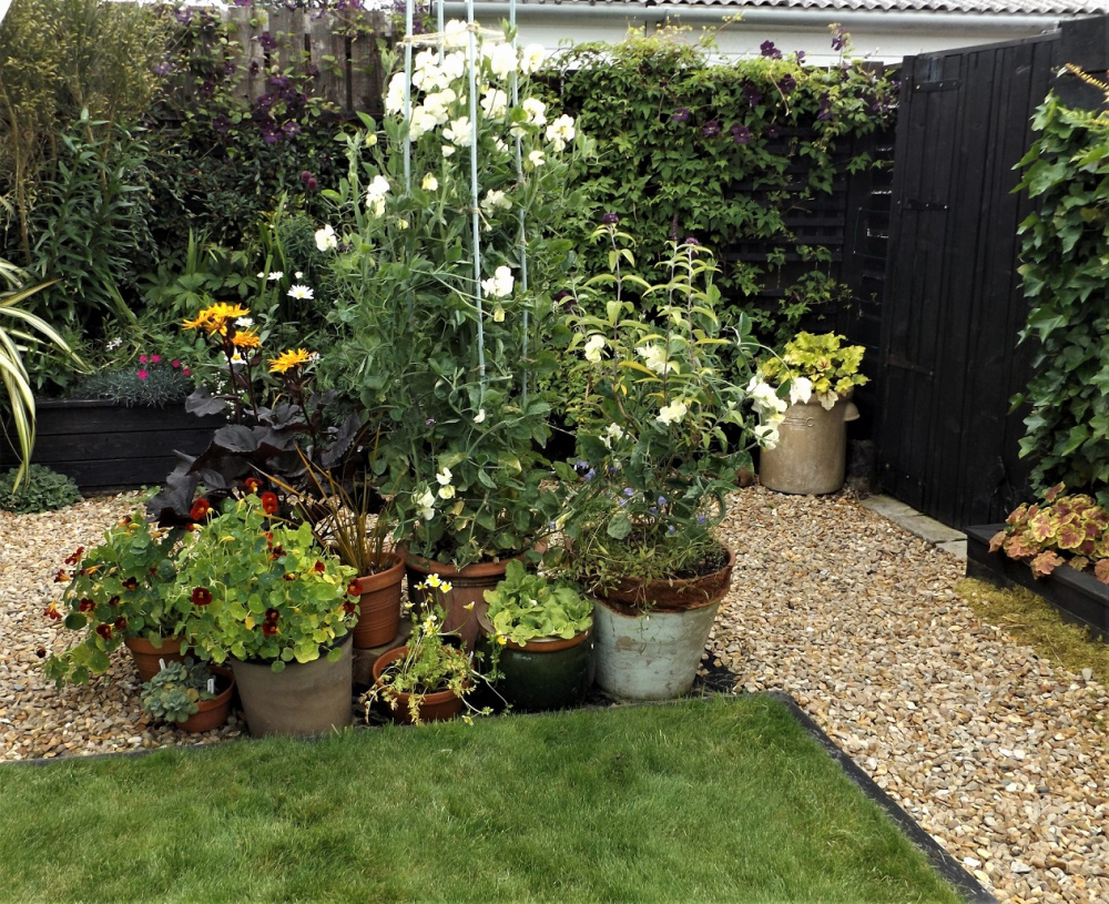 Sweet Peas not flowering Please help! — BBC Gardeners' World Magazine