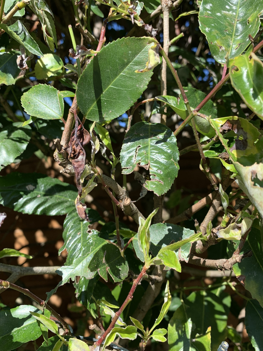 portugese laurel problem — BBC Gardeners