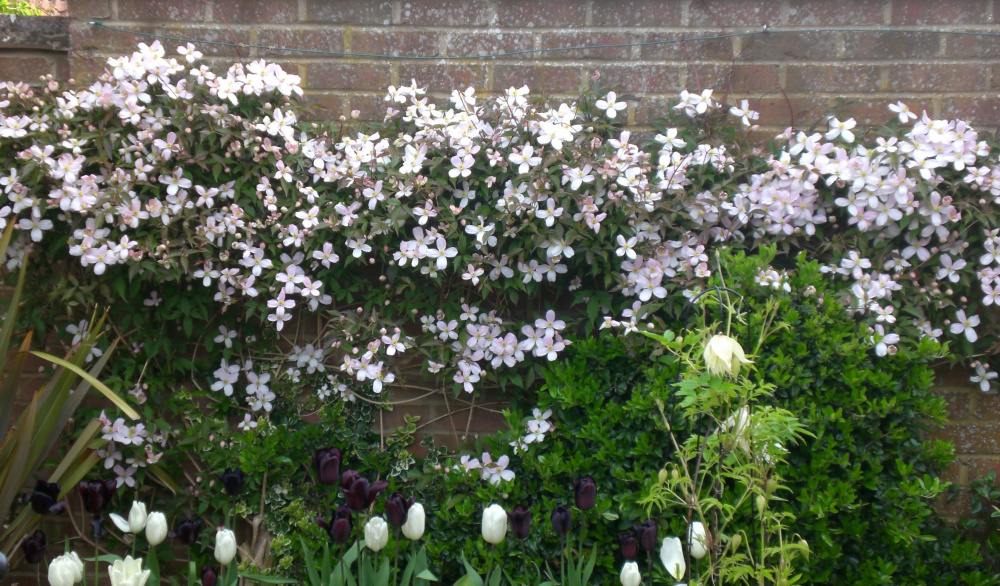 Can I cut clematis montana back to old wood Page 2 — BBC Gardeners' World Magazine