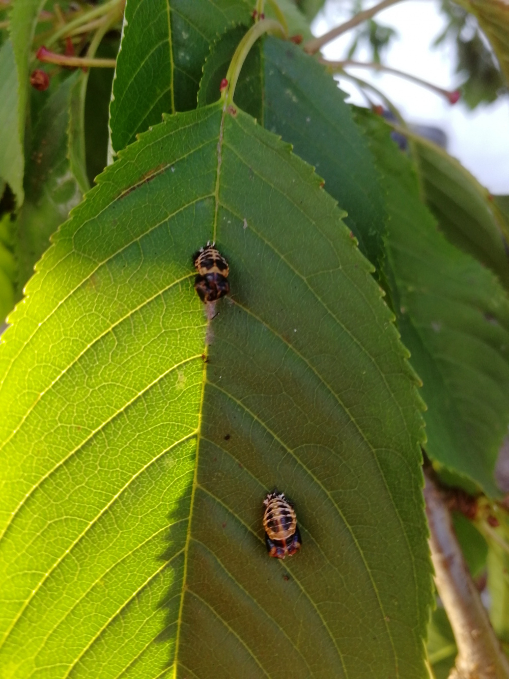 Bugs On My Cherry Tree Bbc Gardeners World Magazine Bugs On My Cherry Tree Bbc Gardeners World Magazine