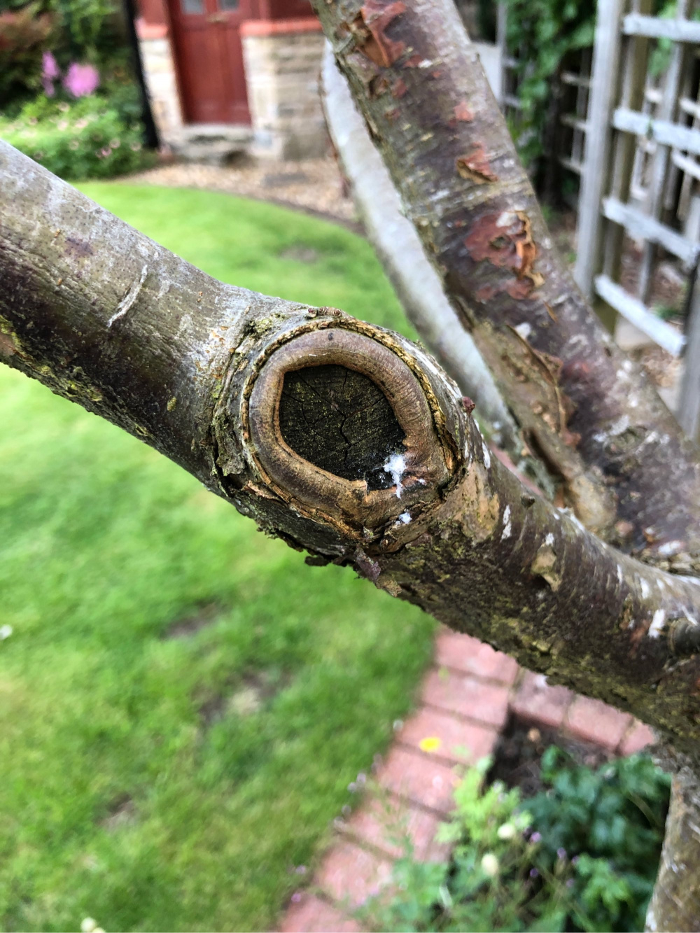 Help! What’s wrong with my Apple tree? — BBC Gardeners' World Magazine