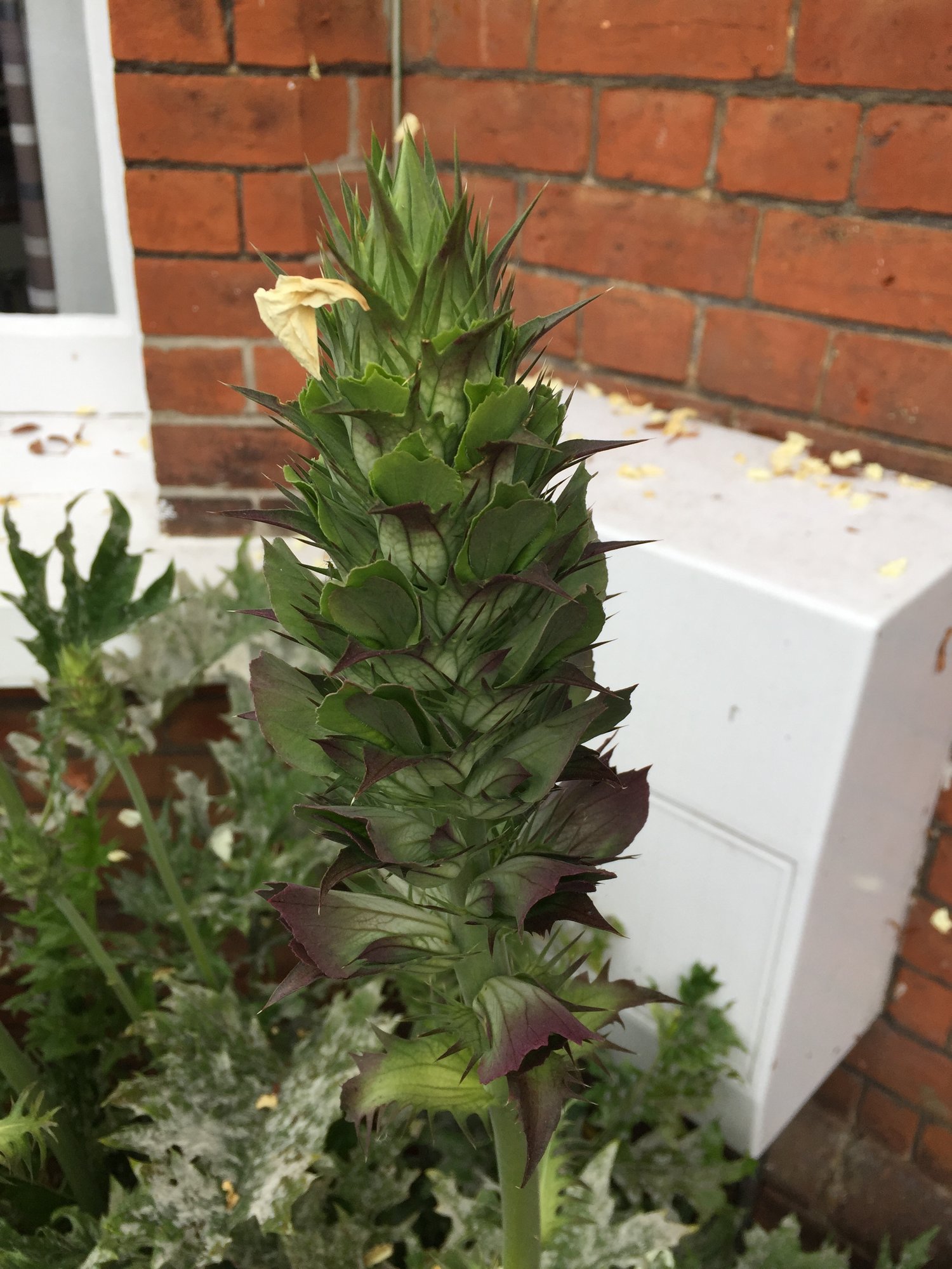 Mouldy plant HELP! — BBC Gardeners' World Magazine