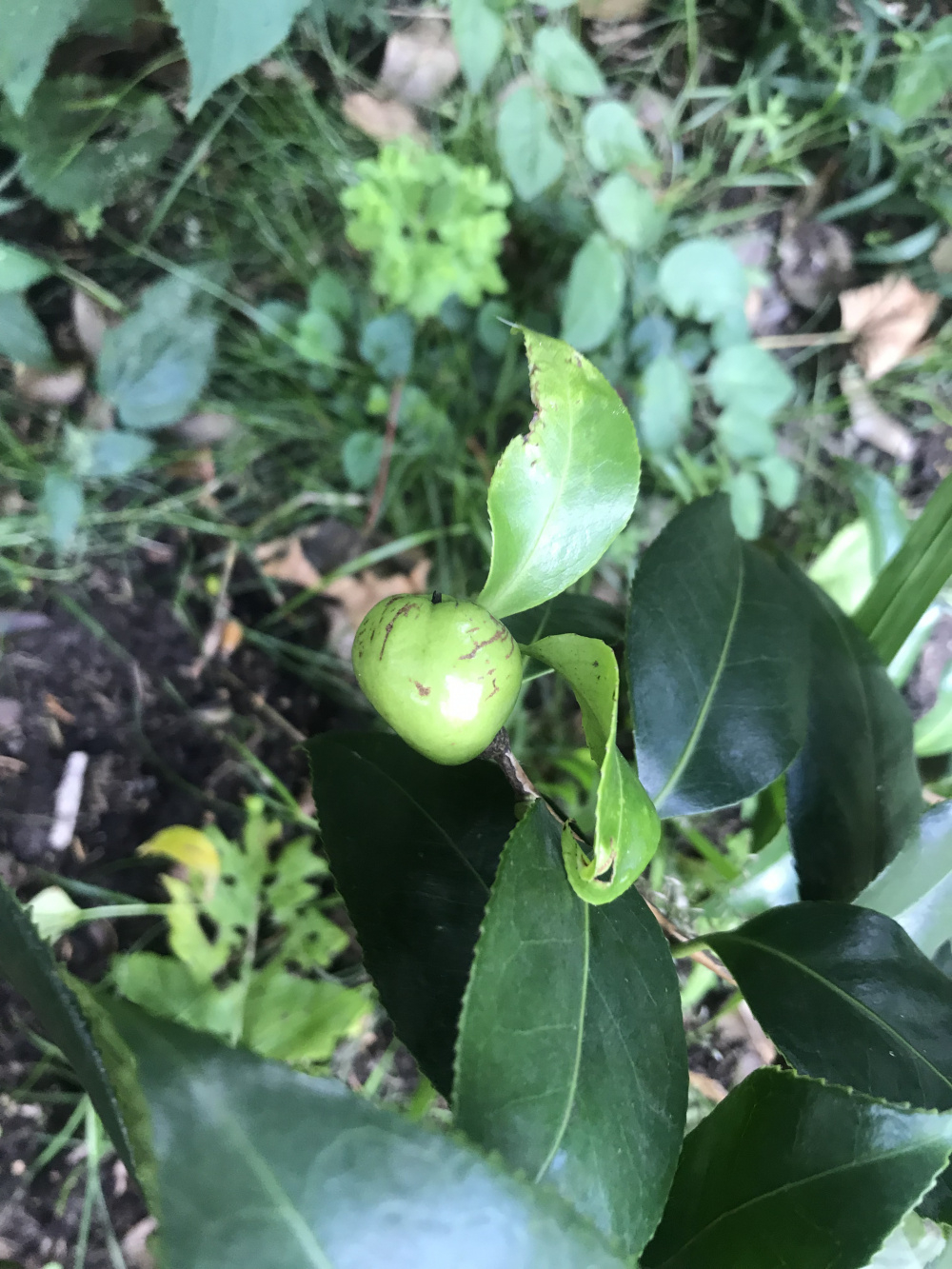 Camellia with fruit? — BBC Gardeners' World Magazine